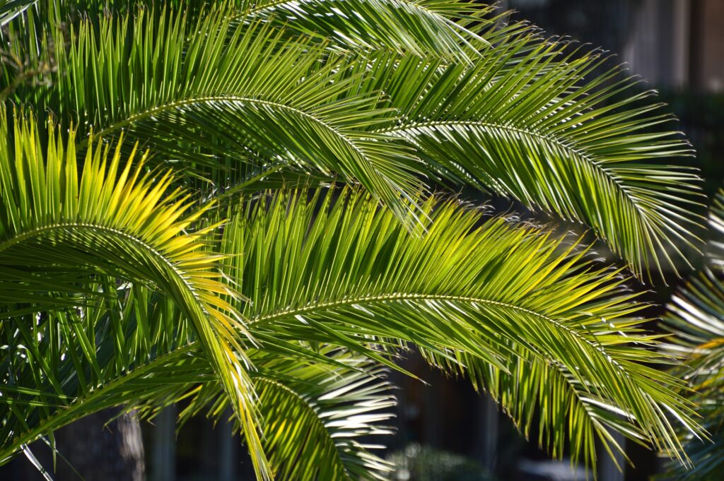 Palm Branches