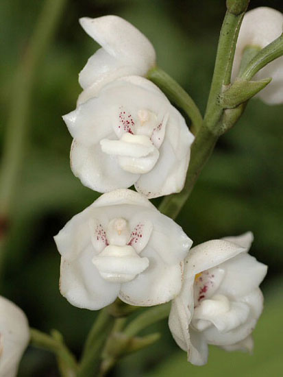 Dove Orchid, Flower of the Holy Spirit, Peristeria Elata