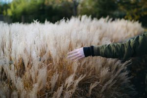 person touching wheat 