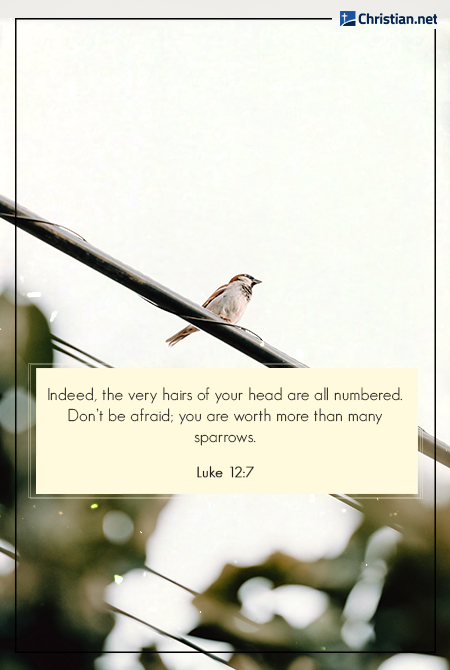 photo of bird balancing on wire, bible verse about loving yourself and your self-worth