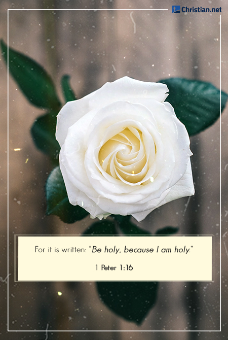 photo of a white rose against a wooden background