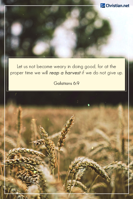 photo of a wheat field, close up of wheat, trees in the blurry background, bible verses about hard work