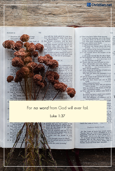 photo of dried flowers on an open bible, wooden table