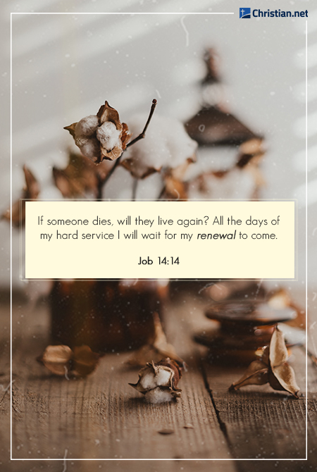 photo of cotton plant on a wooden table, out of focus background, quotes about loss