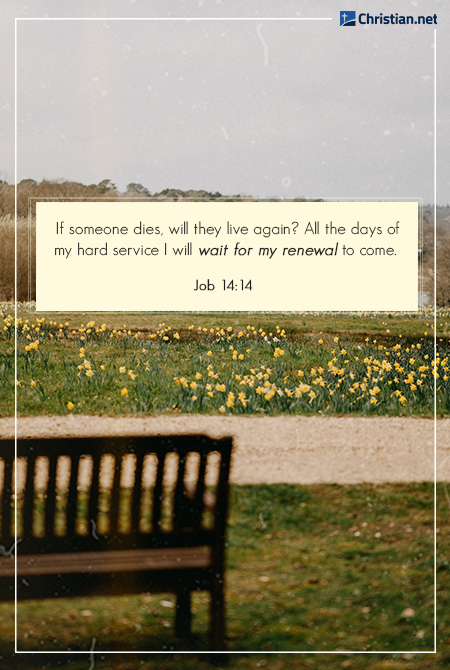 photo of a bench outdoors, overlooking a field of yellow flowers
