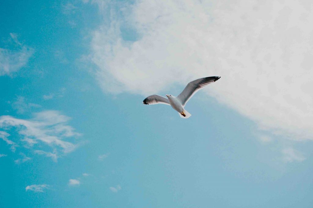 A slow angle shot of a seagull flying against a blue sky